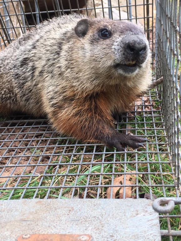 Groundhog, Woodchuck or Whistlepig