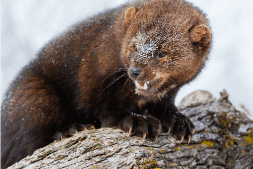 Fisher (Fisher Cat)