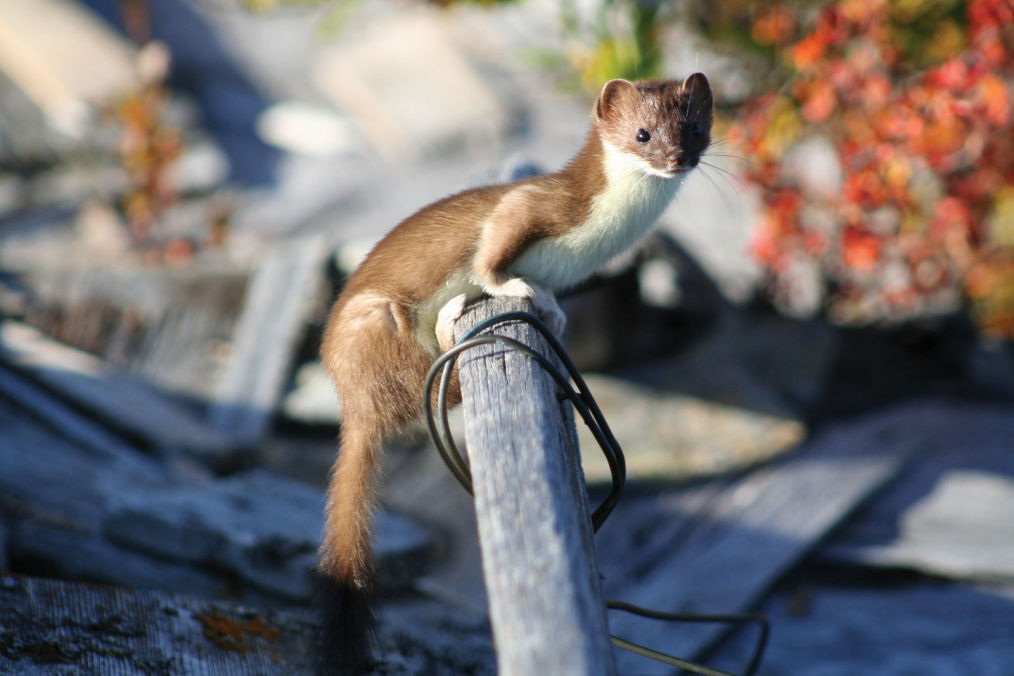Long Tail Weasel