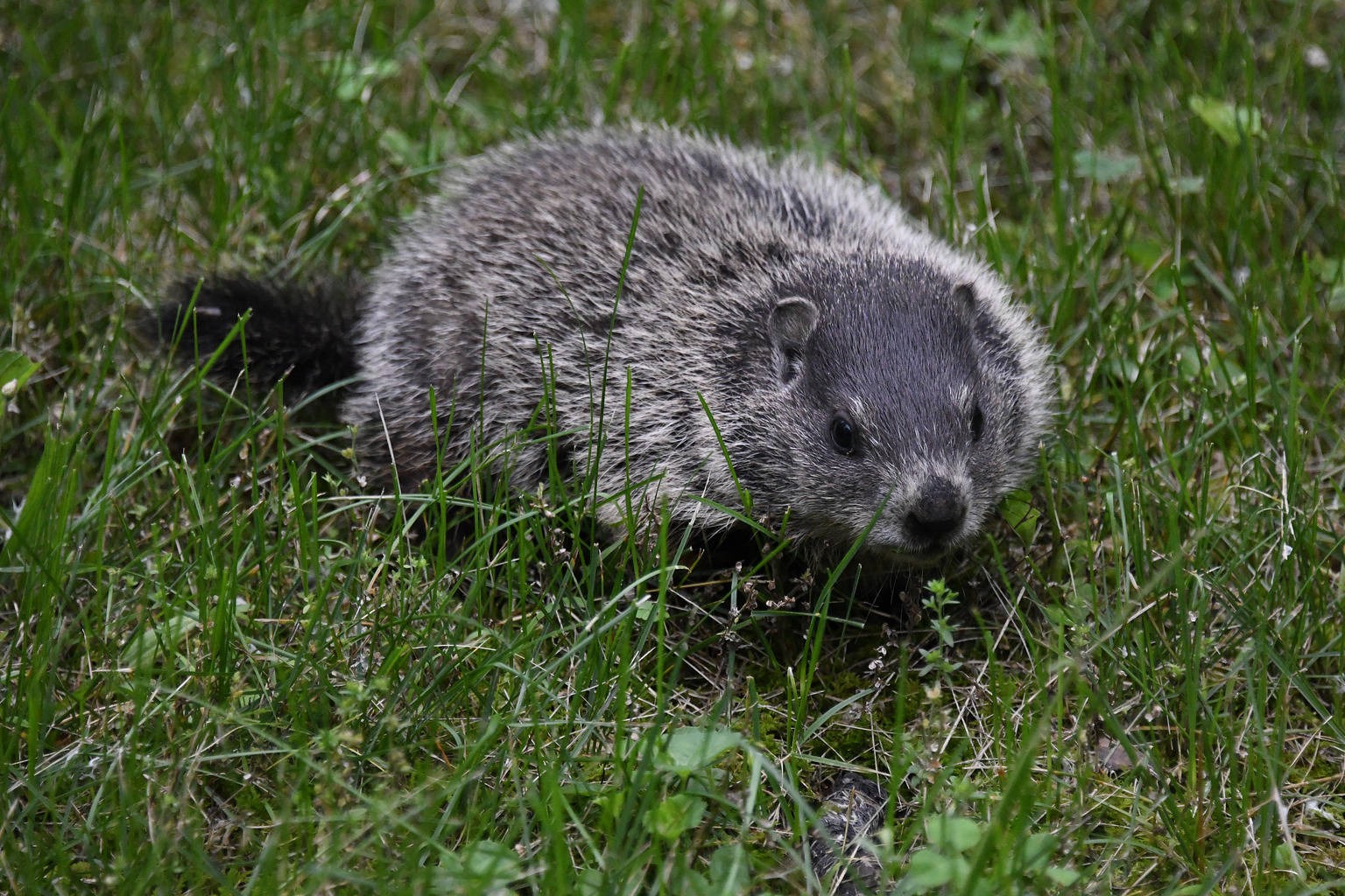 Groundhog, Woodchuck