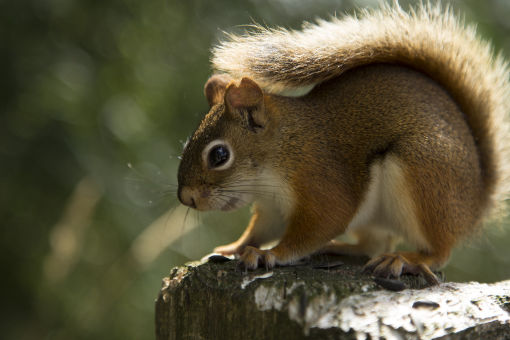 Red or Pine Squirrel