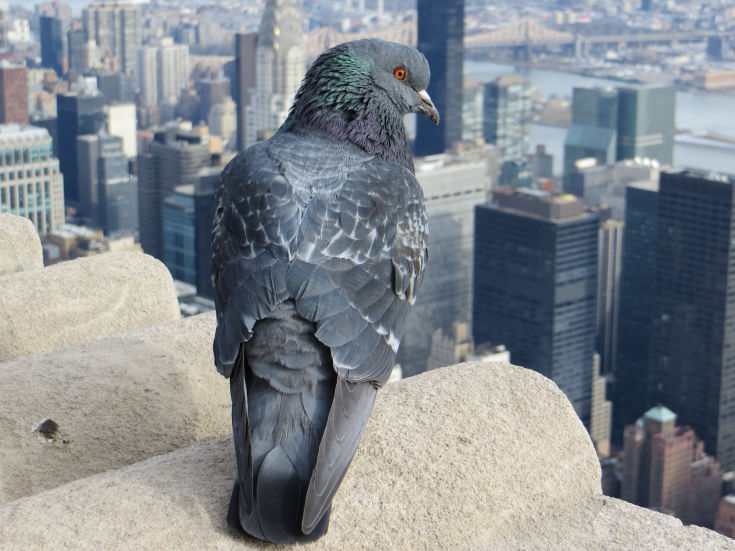 Pigeon (Rock Dove)