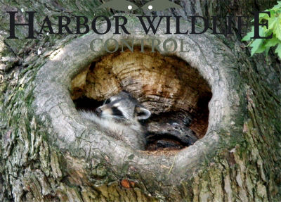 Raccoon in Tree