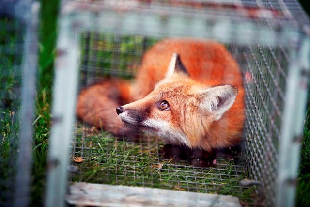 Fox Trapping and Control