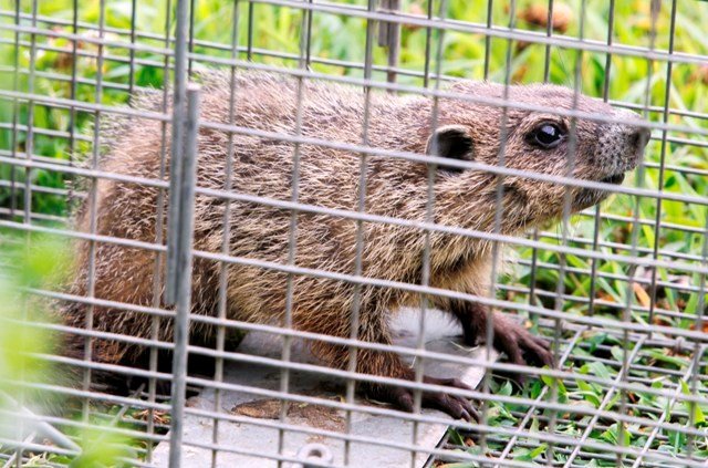 Groundhog Trapping and Control