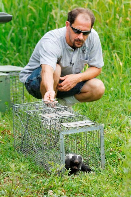 Skunk Trapping and Control