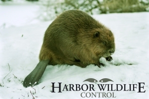 Beaver - (Castor canadensis) 