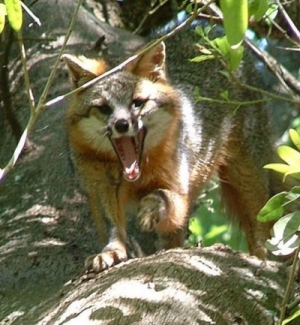 Gray Fox (rocyon cinereoargenteus)