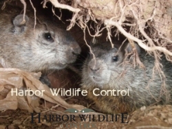 Groundhog in Burrow with babies