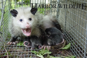 Captured Opossum with Young