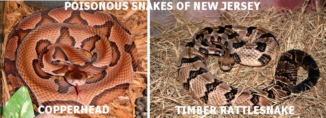 Poisonous Snake: Northern Copperhead and the Timber Rattlesnake